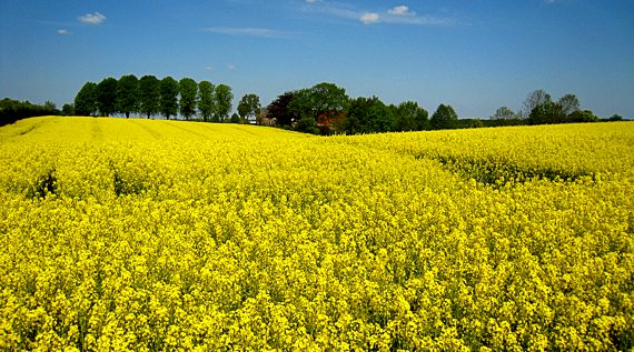 Wohnregion in der Stadt Heide